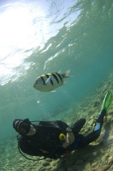 Diver and Seargent Major, at Canyon, Dahab, Red Sea by Mike Clark 
